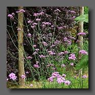 Verveine 'Verbena bonariensis' (le jardin de la poterie Hillen) www.poterie.fr